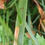 Lolium arundinaceum Leaf