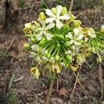 Macrosphyra longistyla Flower