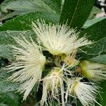 Syzygium jambos Flower