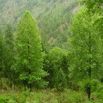 Populus ciliata Other