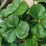 Fragaria × ananassa List