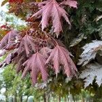 Acer saccharinum 葉