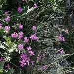 Dianthus lusitanus Flower