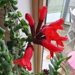 Aeschynanthus radicans Květ