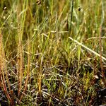 Drosera filiformis Συνήθη χαρακτηριστικά