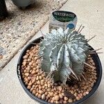 Euphorbia polygona Φύλλο