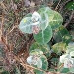 Calotropis procera Feuille