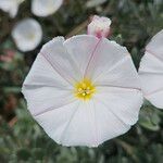 Convolvulus cneorum Flower