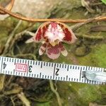 Polystachya lejolyana Flor