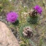 Cirsium vulgareFlower