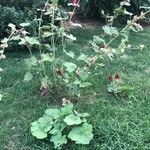 Alcea rosea Leaf