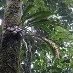 Bulbophyllum occlusum Лист