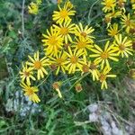 Jacobaea erucifoliaMaua