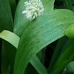 Allium paradoxum Flor