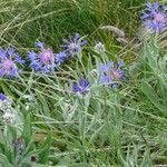 Centaurea triumfettii Hábito