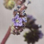 Phacelia coerulea Květ