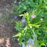 Epilobium tetragonumFlower