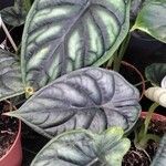 Alocasia baginda Лист