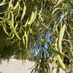 Acacia salicina Elinympäristö