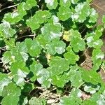 Hydrocotyle ranunculoides Leaf