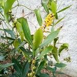 Byrsonima spicata Cvet