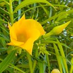 Cascabela thevetia Flower