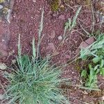 Festuca glauca Blad