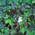 Rubus trivialis Цветок