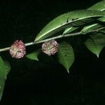 Neoptychocarpus apodanthus