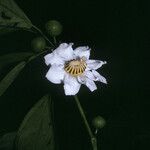 Bellucia grossularioides Floare