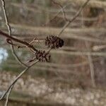 Alnus serrulata Fruto