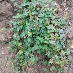 Oxalis exilis Hoja