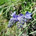 Veronica orsiniana Fiore