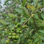 Ligustrum vulgareफल