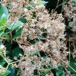 Ageratina ligustrina 花