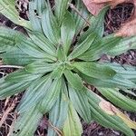 Plantago mediaLeaf