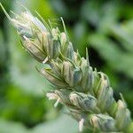 Triticum aestivum Плід