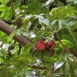 Sterculia foetida Fruit