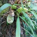 Coelogyne cristata Leaf