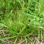 Carex punctata Beste bat