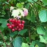 Viburnum opulusFruit