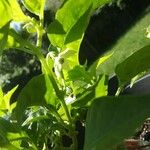 Capsicum annuumFlower