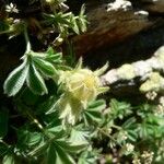 Potentilla nivalis Flower