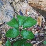 Cissus aralioides Leaf