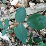 Rubus foliosus Levél