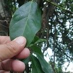 Mucuna urens Folha