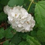 Viburnum macrocephalum Flower