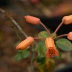 Rhododendron lagunculicarpum