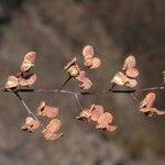 Argyrochosma nivea Leaf