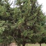 Cupressus sempervirens Alkat (teljes növény)